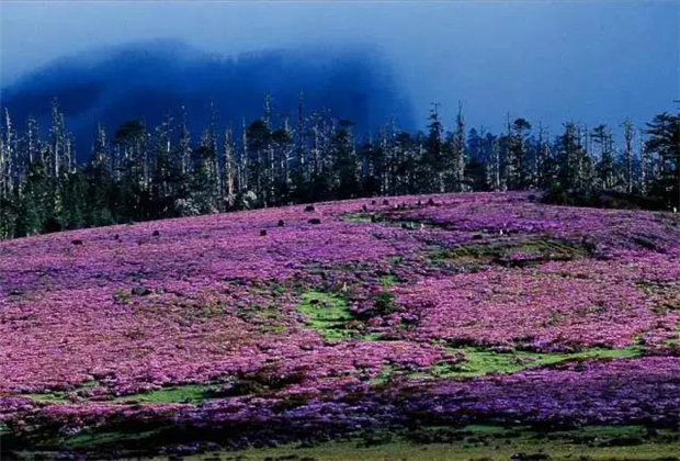 云南露營場地：香格里拉花開成海！錯過要等一年！