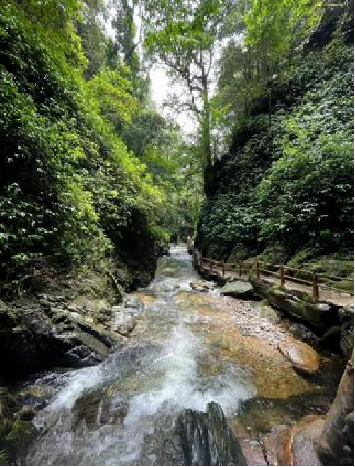 探索自然之美，盡在萬(wàn)物競(jìng)萌植物園